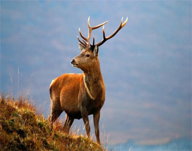 Dachigam National Park
